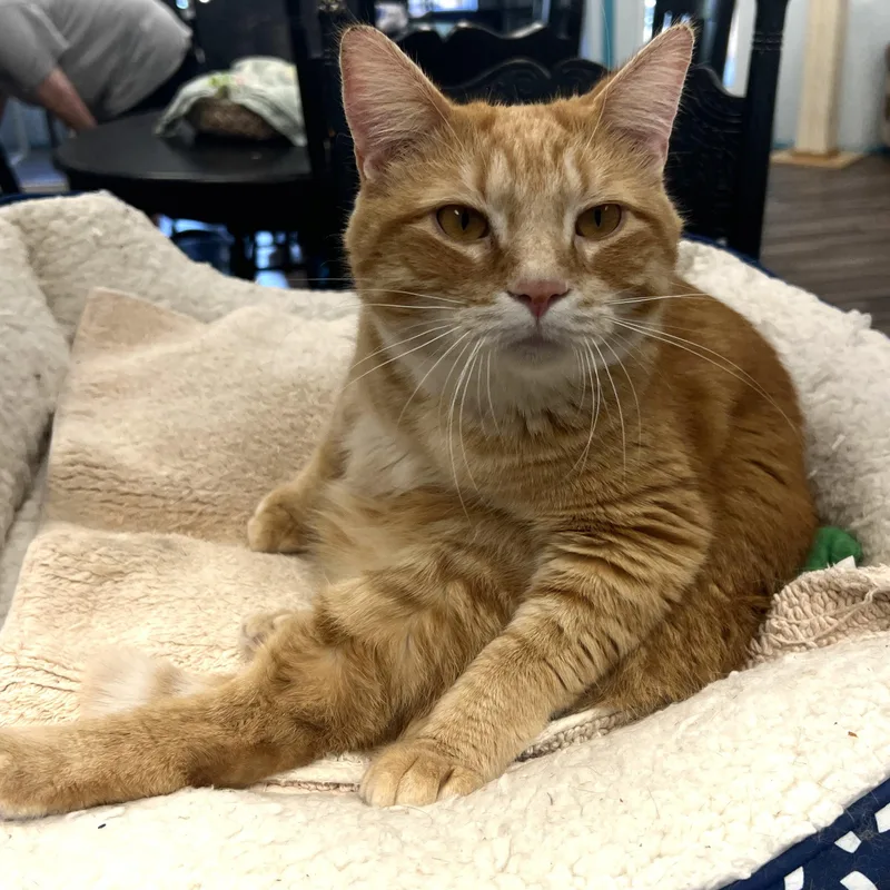 Garfield thumbnail 6