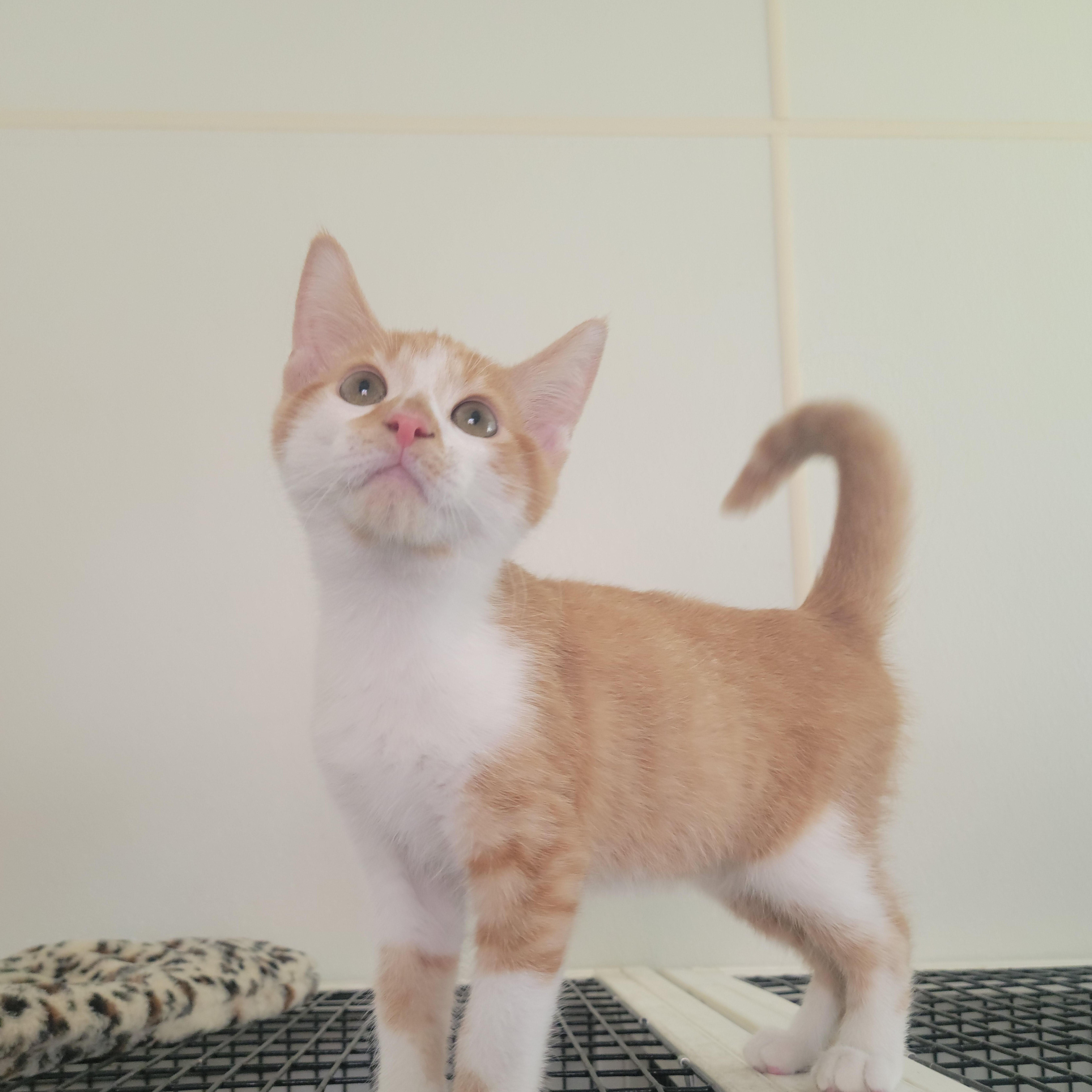 A young medium-sized male Orange & White American Shorthair cat named Edgar for adoption in Tappahannock, VA