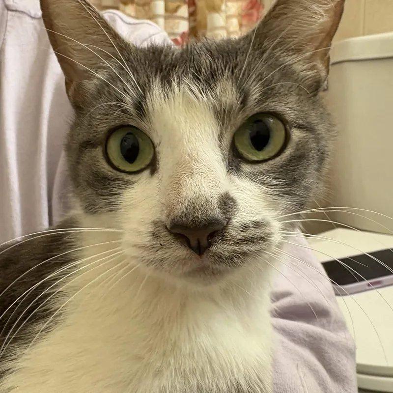 A young medium-sized female Tabby (Gray / Blue / Silver) Domestic Short Hair cat named Khajul for adoption in Weehawken, NJ