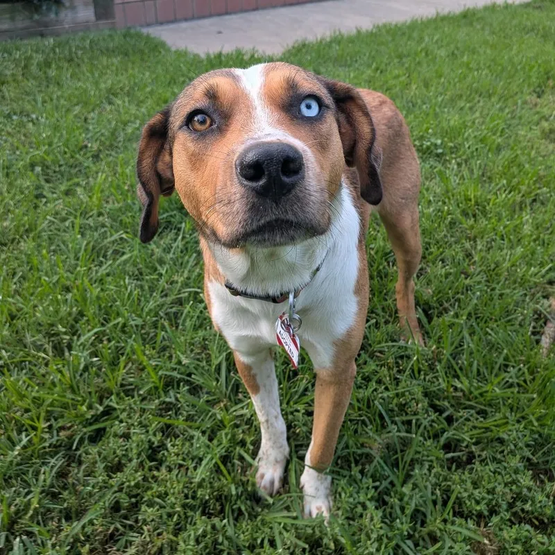 An adult medium-sized female Brown / Chocolate Hound dog named Pippy for adoption in Wake Forest, NC