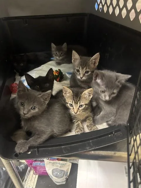 A baby small-sized female Domestic Short Hair cat named Smokey for adoption in Fort Myers, FL