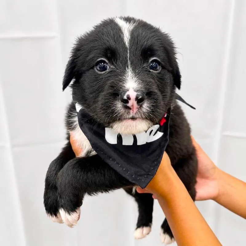 A baby small-sized male Black Mixed Breed dog named Taurus for adoption in Tampa, FL