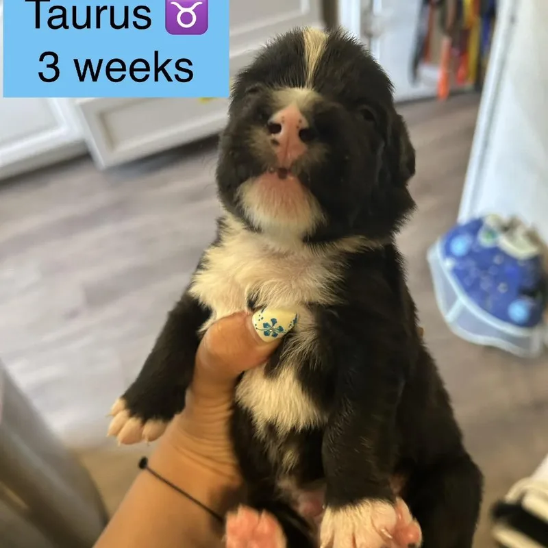 Taurus thumbnail 3