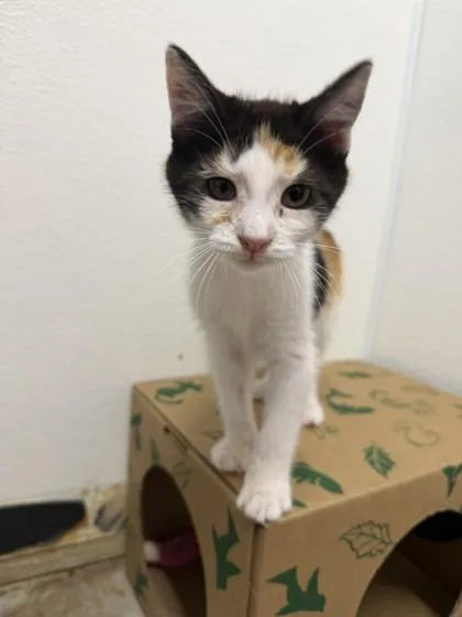 A baby small-sized female Domestic Short Hair cat named Licorice for adoption in West Chester, PA