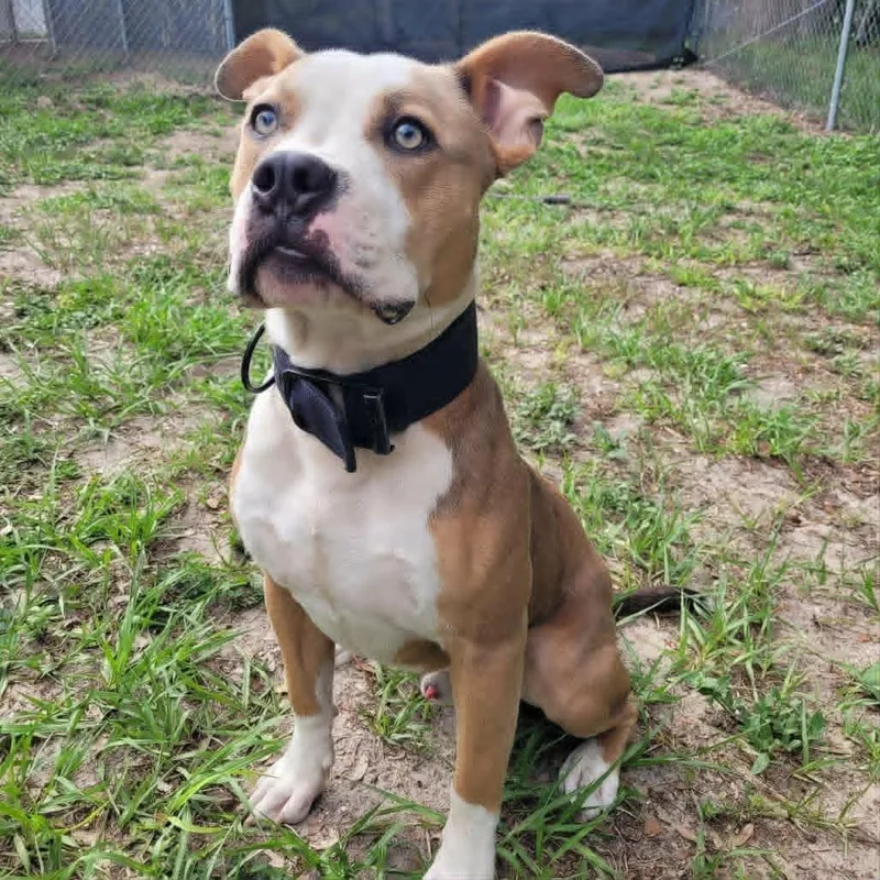 A young medium-sized male Yellow / Tan / Blond / Fawn Terrier dog named Caramel for adoption in Umatilla, FL