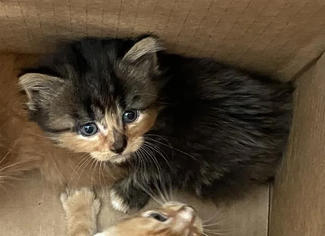 A baby medium-sized female Domestic Medium Hair cat named Clementine for adoption in Dallas, TX