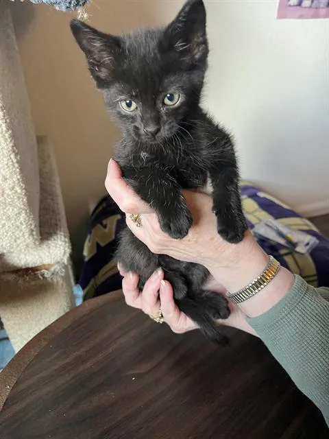 A baby small-sized male Domestic Short Hair cat named Felix for adoption in Kent, WA