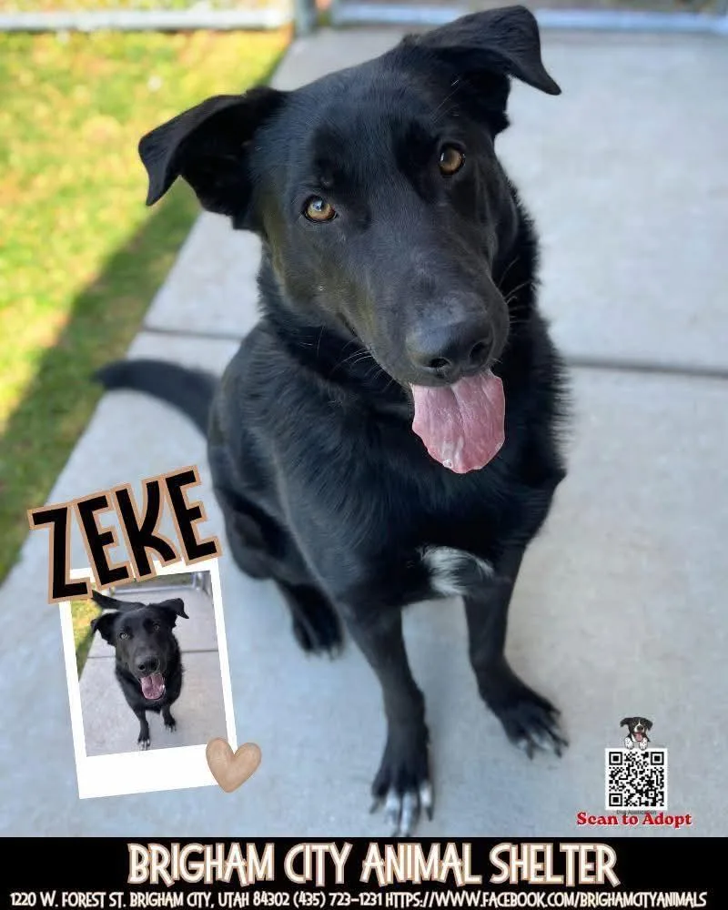 An adult medium-sized male Black Border Collie dog named Zeke for adoption in Brigham City, UT