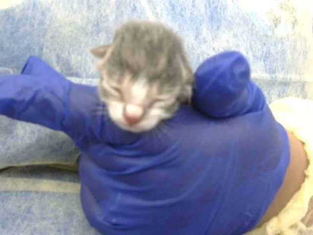 A baby medium-sized female Domestic Short Hair cat named Pinata for adoption in Dallas, TX