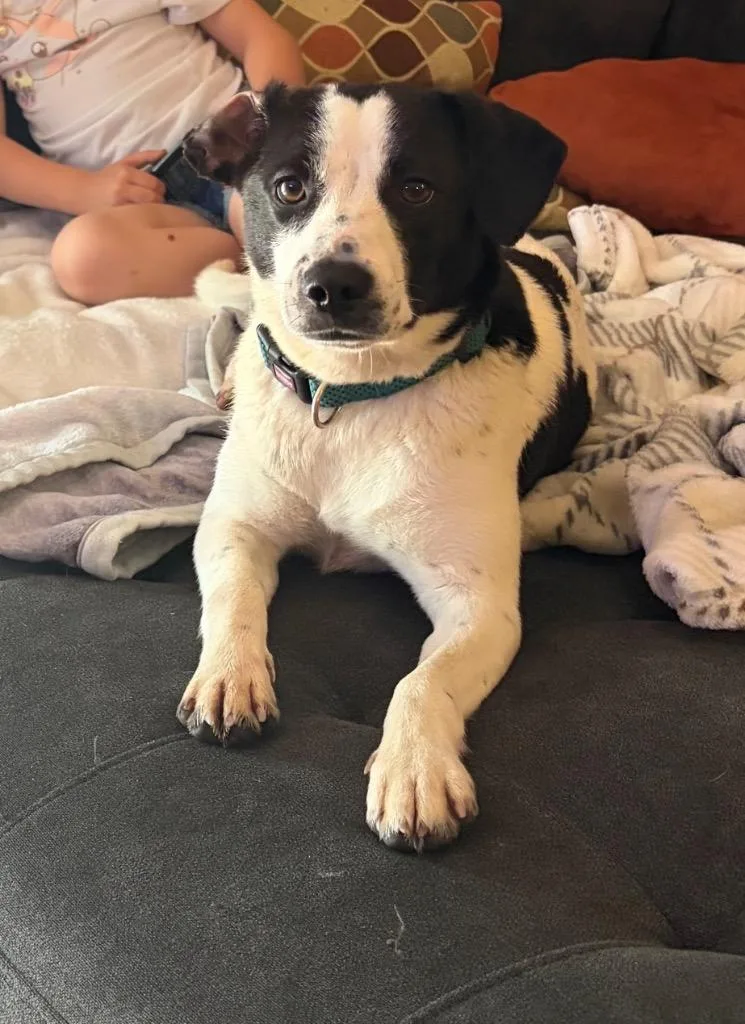 A young large-sized female Beagle dog named Bianca for adoption in Parsons, WV