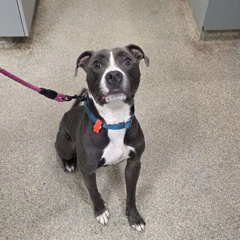 An adult medium-sized male Gray / Blue / Silver Mixed Breed dog named Wolverine for adoption in Jacksonville, FL