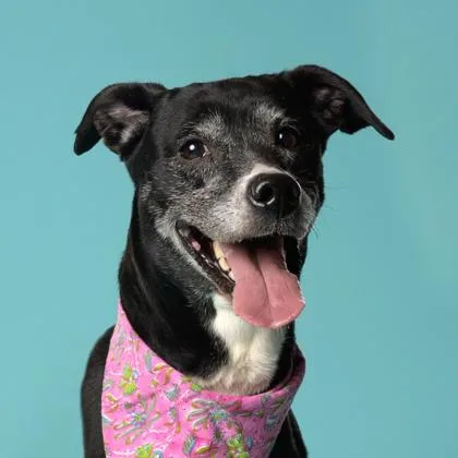 A senior medium-sized female Mixed Breed dog named Kiki for adoption in Atlanta, GA