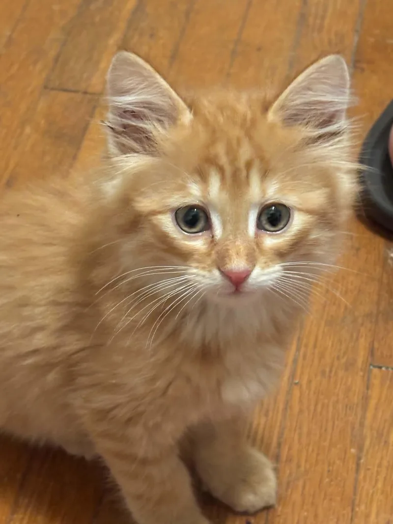 A young small-sized female Orange / Red Domestic Short Hair cat named Butterfinger for adoption in Webster City, IA