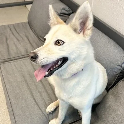 An adult medium-sized female White / Cream Mixed Breed dog named Heather for adoption in Lansing, MI