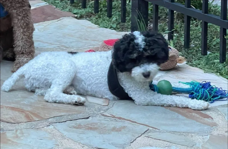 An adult small-sized male Miniature Poodle dog named Zeppelin for adoption in Anniston, AL