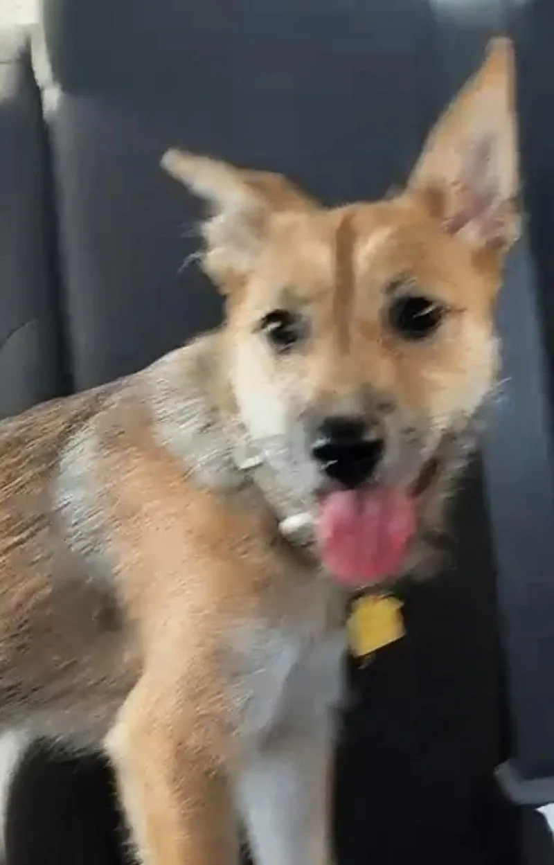 A baby large-sized female Shepherd dog named Kiwi for adoption in Oakland Park, FL