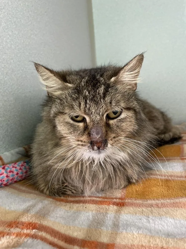 An adult medium-sized female Domestic Medium Hair cat named Precious for adoption in Ferndale, MI