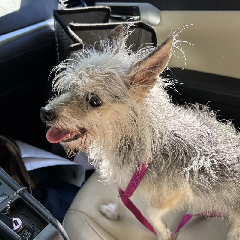 A senior small-sized female Gray / Blue / Silver Yorkshire Terrier dog named Lucy for adoption in Pacific Grove, CA