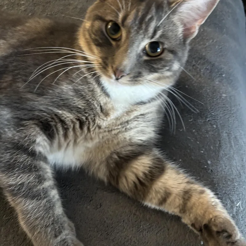 A young small-sized male Tabby (Buff / Tan / Fawn) Domestic Short Hair cat named Mickey for adoption in Crofton, MD
