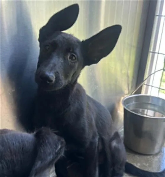 A baby small-sized female German Shepherd Dog dog named Birdie for adoption in Tustin, CA