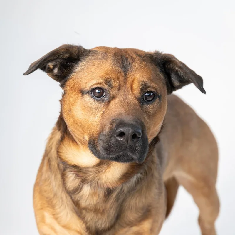 An adult medium-sized male Brown / Chocolate Mixed Breed dog named Vince Vaughn for adoption in Dearborn, MI