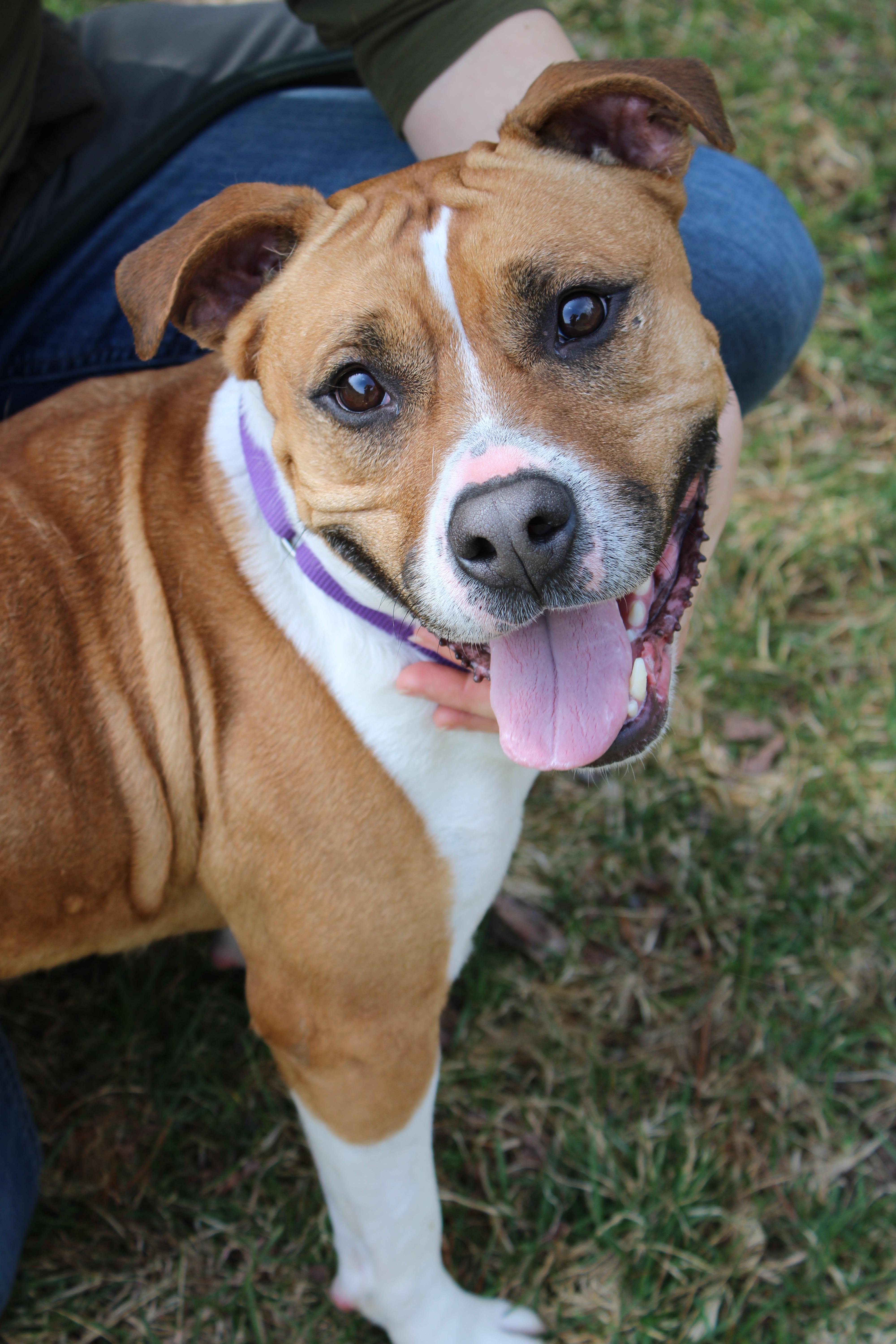 An adult large-sized female Bicolor Pit Bull Terrier dog named Maya for adoption in Delhi, NY