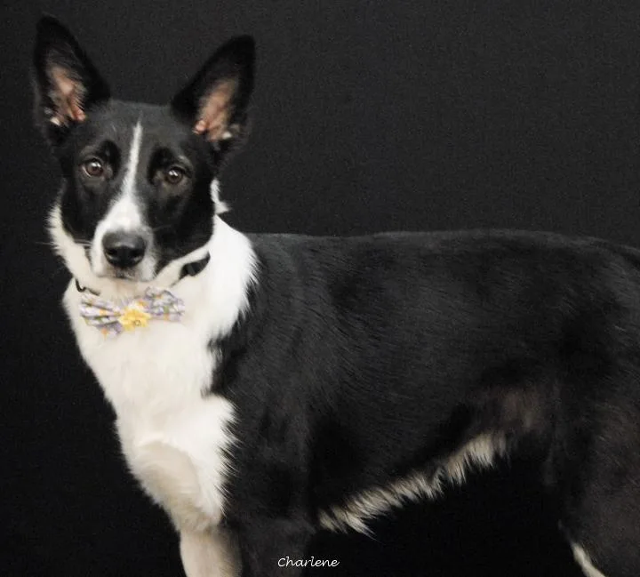 A young medium-sized female Black Border Collie dog named Sapphire for adoption in Newland, NC