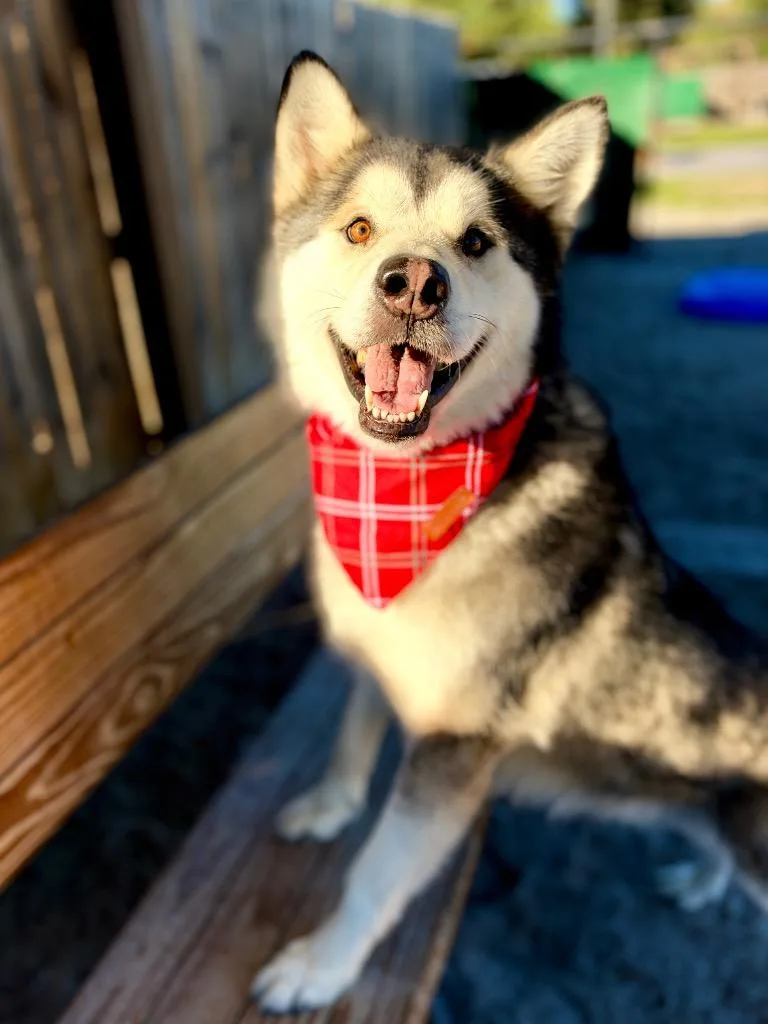An adult large-sized male Alaskan Malamute dog named Reno for adoption in Muskegon, MI