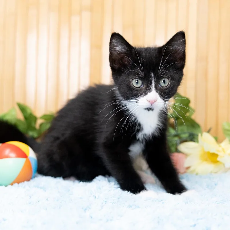 A baby small-sized female Black Domestic Short Hair cat named Leena for adoption in Durham, NC