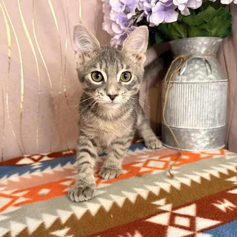 A baby small-sized male Tabby (Gray / Blue / Silver) Domestic Short Hair cat named Hagrid for adoption in Long Beach, MS