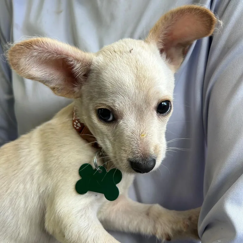 A baby small-sized male White / Cream Chihuahua dog named Scrabble for adoption in Boerne, TX