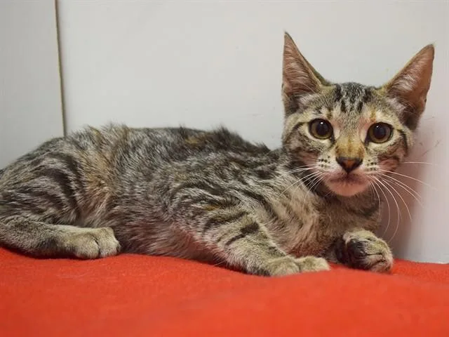 A baby small-sized female Domestic Short Hair cat named Maxie for adoption in Sacramento, CA