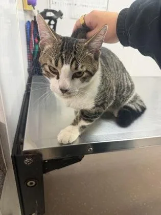 An adult small-sized male Domestic Short Hair cat named Louie for adoption in South Bend, IN