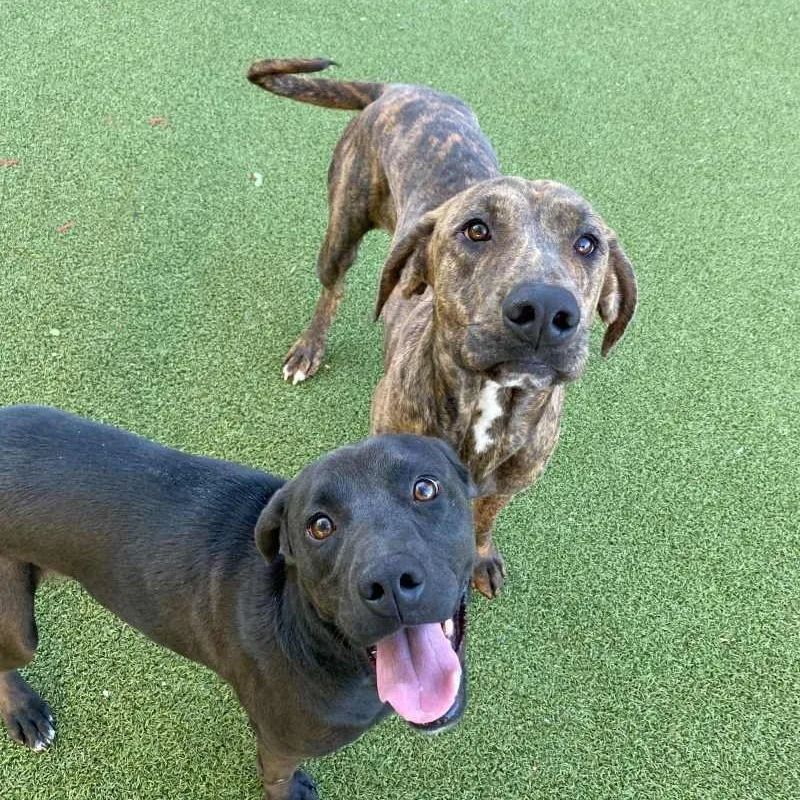 A young medium-sized female Plott Hound dog named Paprika for adoption in New Bedford, MA