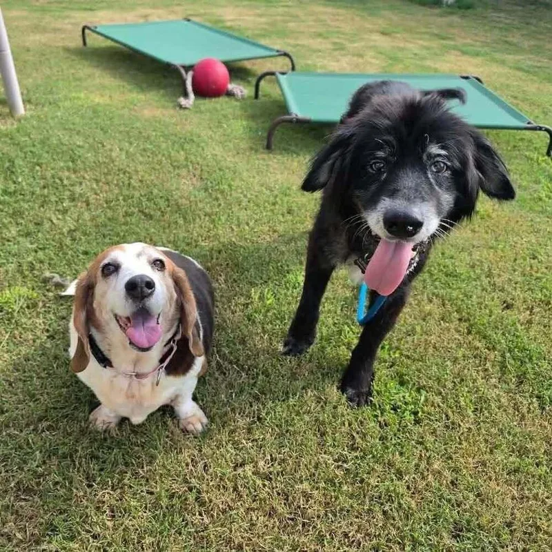 A senior medium-sized male Retriever dog named Sirius Black for adoption in Saugus, MA