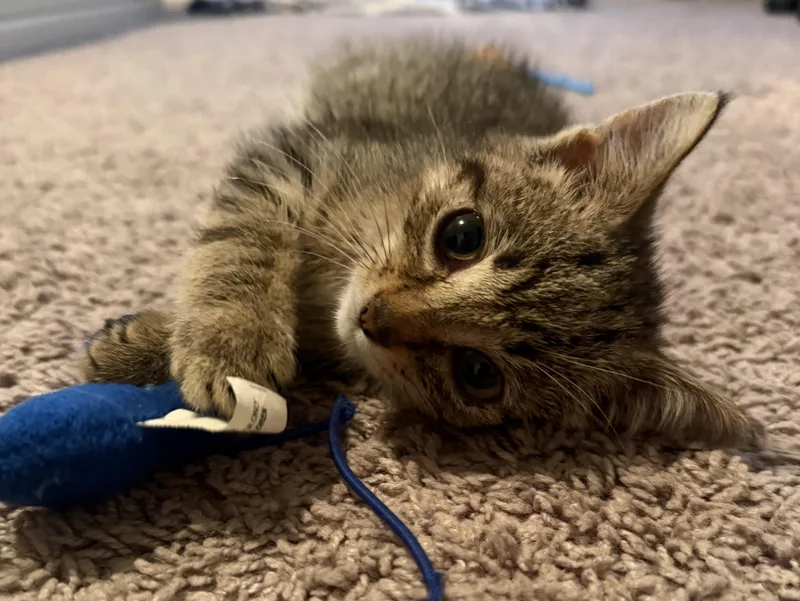 A baby small-sized male Domestic Short Hair cat named Sapphire for adoption in Bethel Park, PA