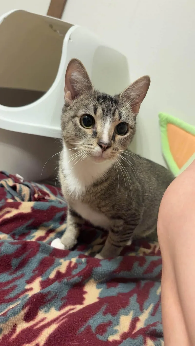 A young medium-sized female Domestic Short Hair cat named Emma for adoption in Zimmerman, MN