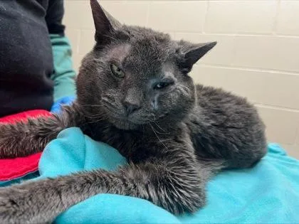 A young large-sized male Domestic Short Hair cat named Stinkaman for adoption in Westland, MI