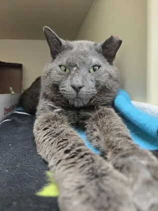 Stinkaman thumbnail 3