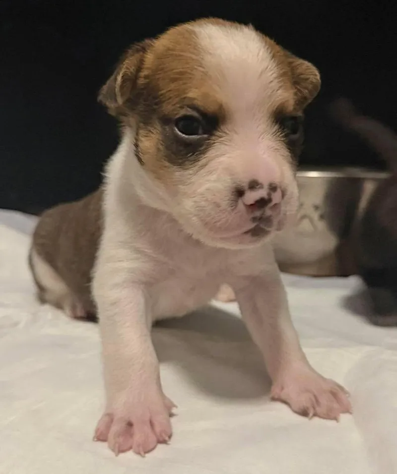 A baby small-sized male Terrier dog named Tex for adoption in Grand Bay, AL