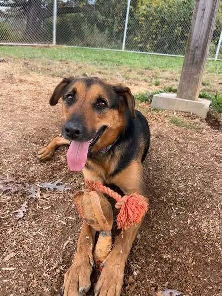An adult large-sized female German Shepherd Dog dog named Demi for adoption in Silver Spring, MD
