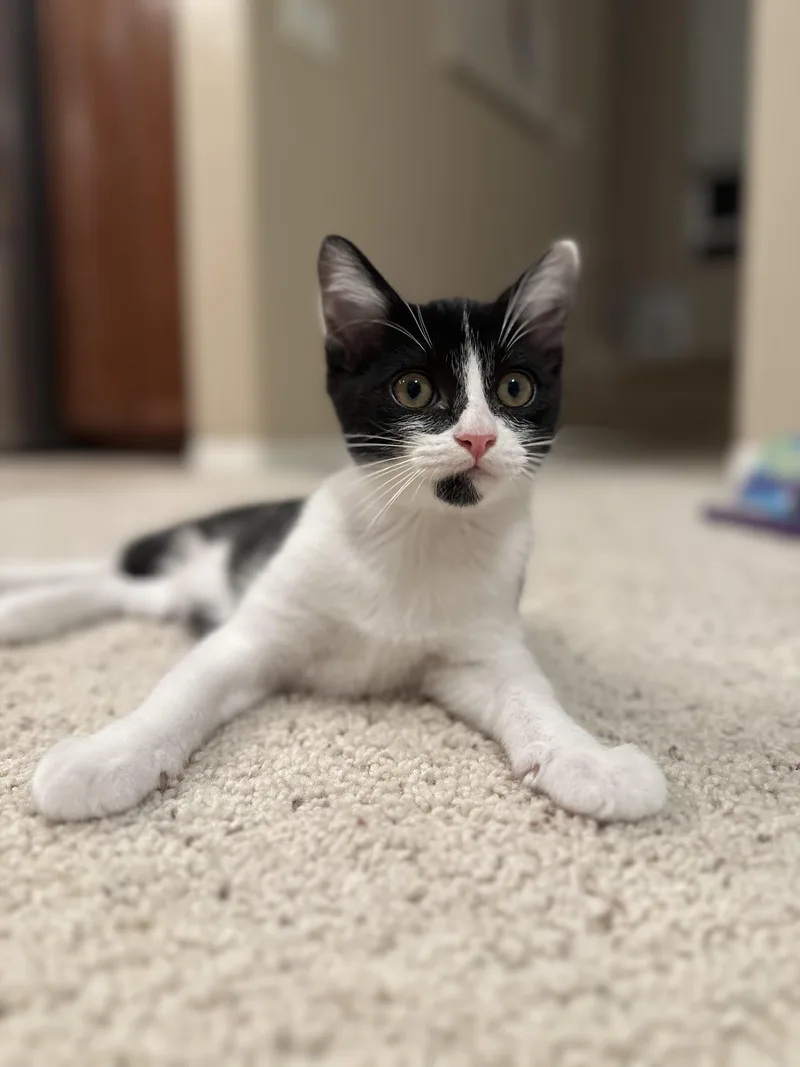 A baby medium-sized male Black & White / Tuxedo Domestic Short Hair cat named Seymour for adoption in Santa Ana, CA