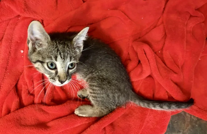A baby medium-sized male Tabby cat named Corduroy for adoption in MONTGOMERY, TX