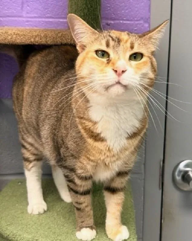An adult large-sized female Torbie cat named Charlotte Ann for adoption in Pegram, TN