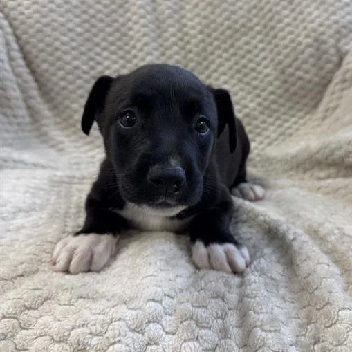 A baby small-sized female Shepherd dog named Forrest for adoption in Hawthorne, CA