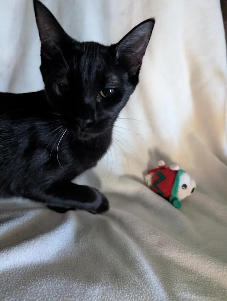 A young medium-sized male Black Domestic Short Hair cat named Blake for adoption in Adrian, MI