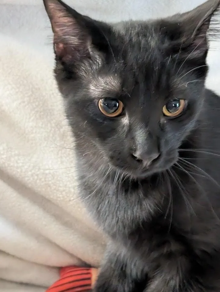 Blake thumbnail 3