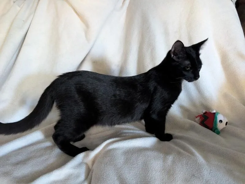Blake thumbnail 4