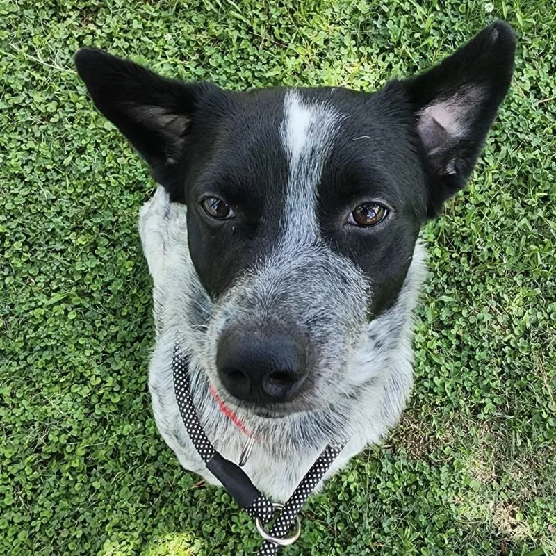 A senior medium-sized male White / Cream Australian Cattle Dog / Blue Heeler dog named Gomez for adoption in League City, TX