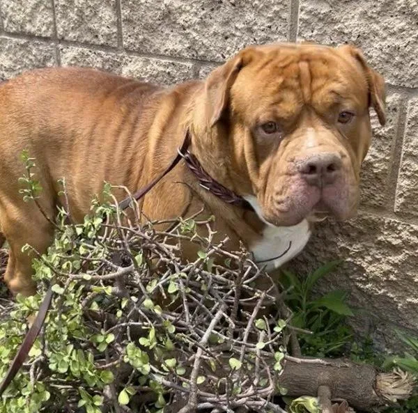 An adult large-sized male American Bulldog dog named Chubbs for adoption in Escondido, CA